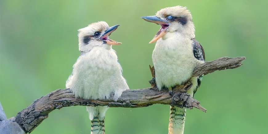 To kookaburraer sitter i et tre og synger