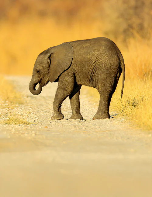 En ung afrikansk elefant har gått seg vill på en grusvei i Chobe, Botswana.
