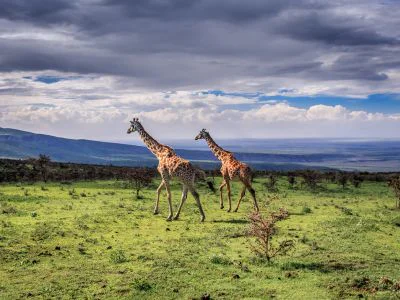 To sjiraffer går i Serengeti