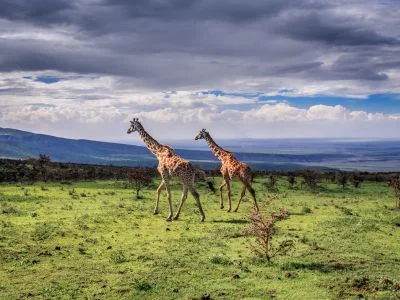 To sjiraffer går i Serengeti