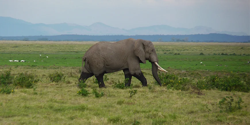 Elefant som vandrer i gresset på savannen