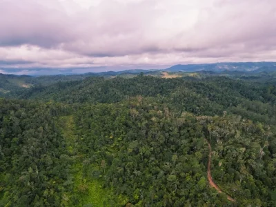 Frodig regnskog i Andasibe-Mantadia nasjonalpark på Madagaskar