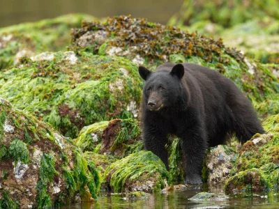 Svartbjørn på Vancouver Island i Canada