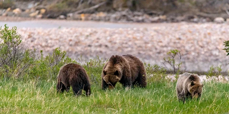 Bjørnemor og unger spiser i Jasper nasjonalpark