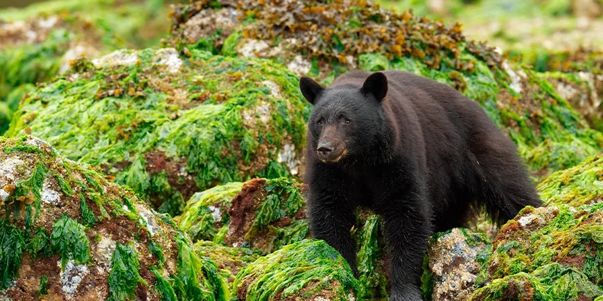 Svartbjørn på Vancouver Island i Canada