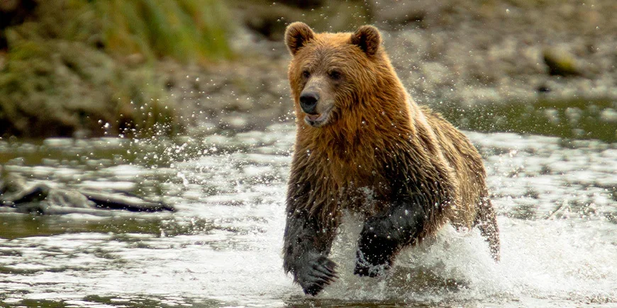 Grizzlybjørn i en elv i British Columbia