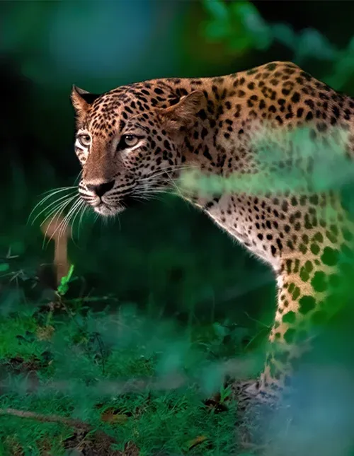Nærbilde av en leopard i frodig jungel på Sri Lanka