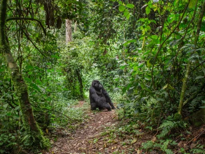 En gorilla står på stien i Bwindi i Uganda