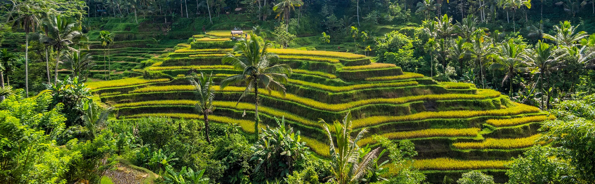 Vakre grønne risterrasser på Bali