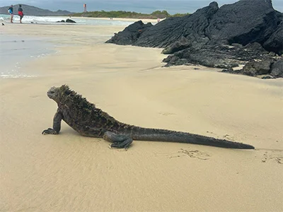 Leguan på Galapagosøyene