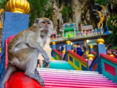En ape sitter ved foten av trappen ved Batu Caves i Malaysia
