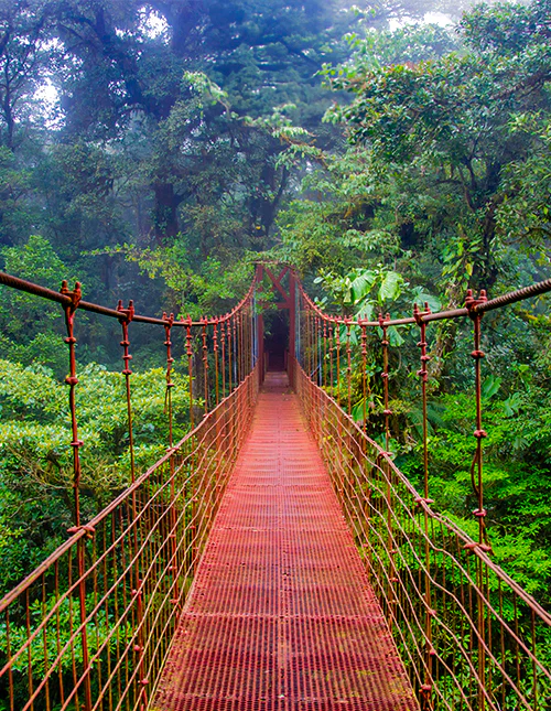 Hengebro i Monteverdes tåkeskog