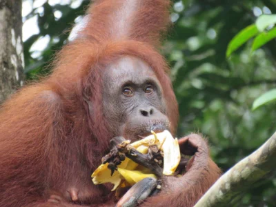 Orangutang i Semenggoh Wildlife Centre