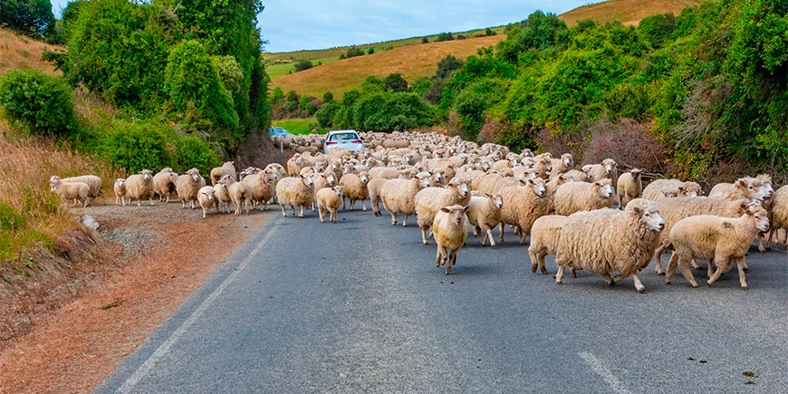 Mange sauer på en vei i New Zealand