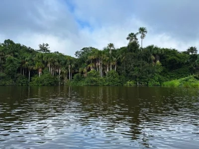 Utsikt over Amazonas-regnskogen fra elven