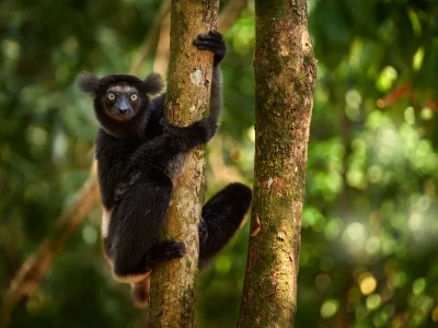 Indri-lemur i grønne omgivelser på Madagaskar