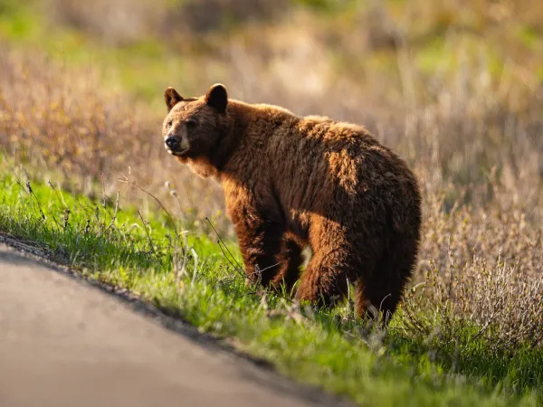Bjørn ved veikanten i Waterton nasjonalpark i Canada