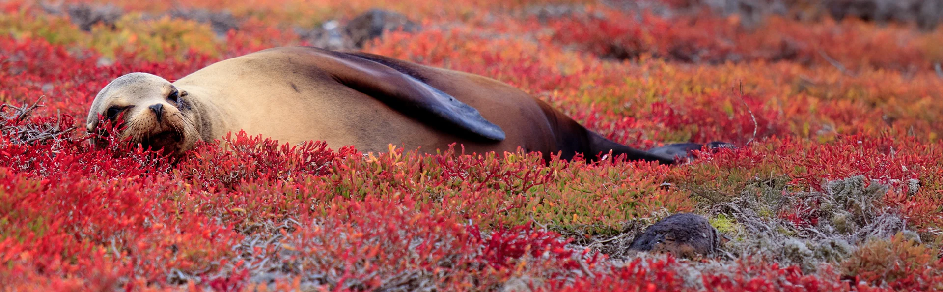 Galapagos-sjøløve hviler på et teppe av rød Sesuvium på South Plaza-øya, Galapagos