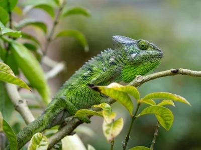 Furcifer verrucosus i grønne omgivelser på Madagaskar