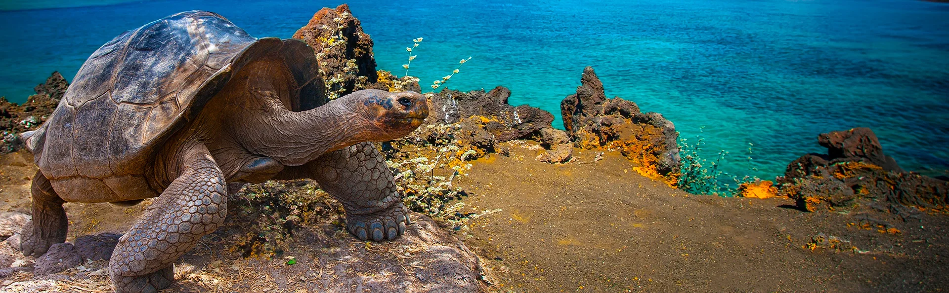 Stor skilpadde, galapagosskilpadde på Galápagosøyene, Ecuador