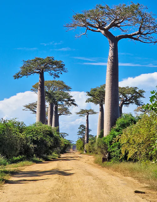Baobaballéen på Madagaskar