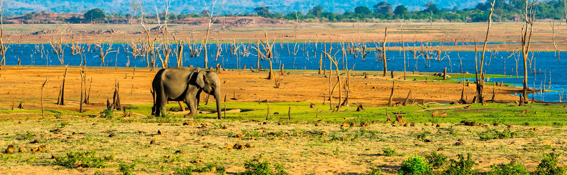 En ensom elefant i Udawalawe nasjonalpark.