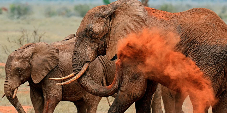 Elefanter i rødt støv i Tsavo East nasjonalpark i Kenya.