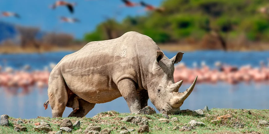 Neshorn ved Nakuru-sjøen foran en flokk rosa flamingoer.