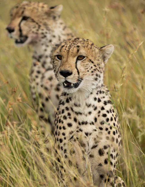 Nærbilde av to leoparder