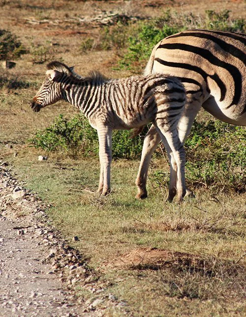 Zebraføll på gressletta