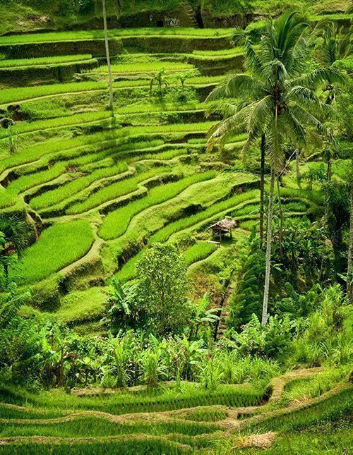 Vakre grønne risterrasser på Bali
