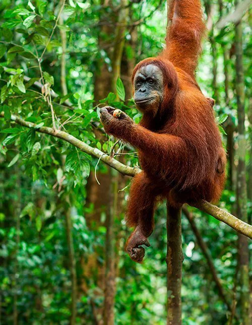 Orangutang sitter på en gren i en frodig jungel