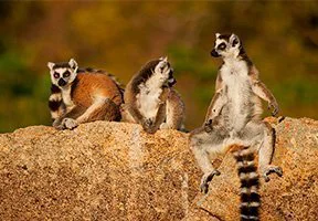 Ringhalelemurer henger rundt på Madagaskar